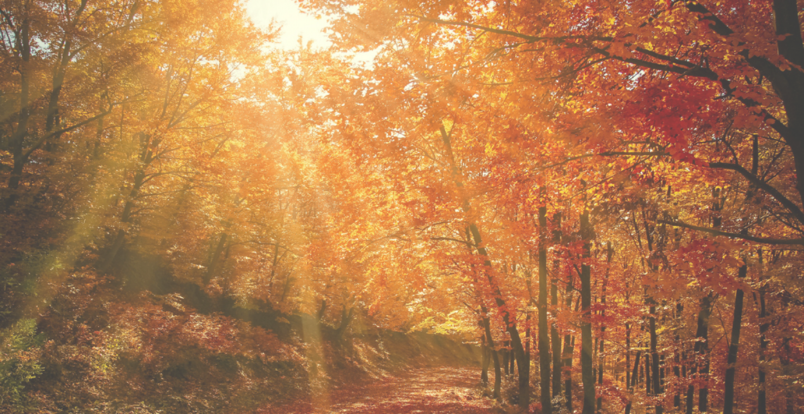 Autumn trees in sunlight