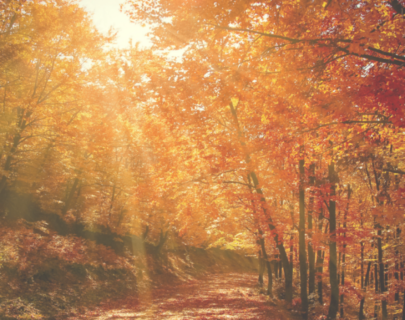 Autumn trees in sunlight