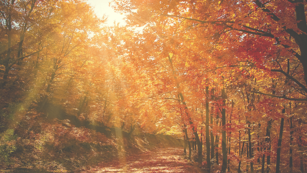 Autumn trees in sunlight