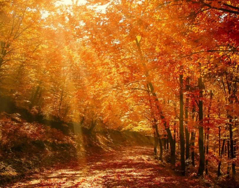 Autumn woodland