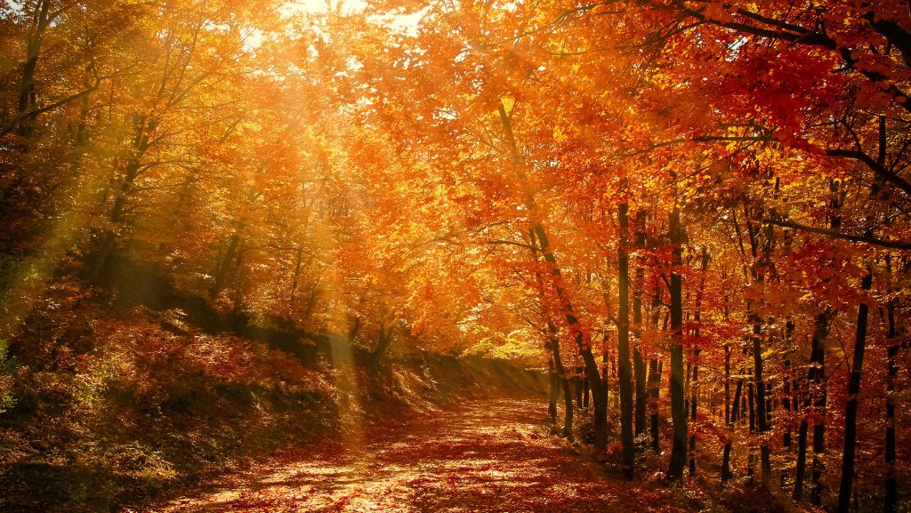 Autumn woodland